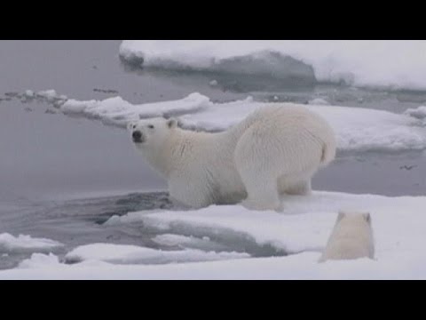 Comparativa Ártico vs Antártida: Clima, Fauna y Flora