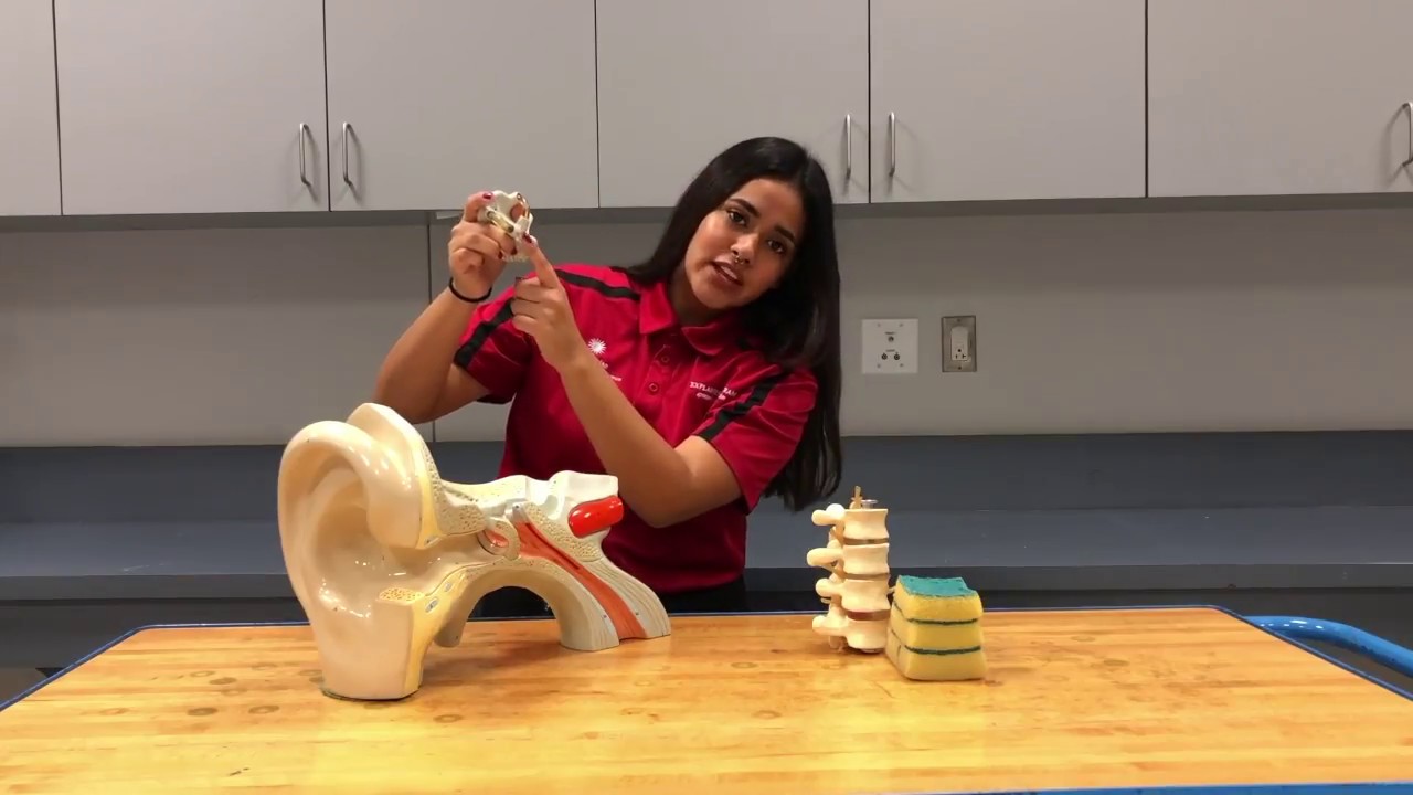 La fuerza de gravedad: todo lo que necesitas saber